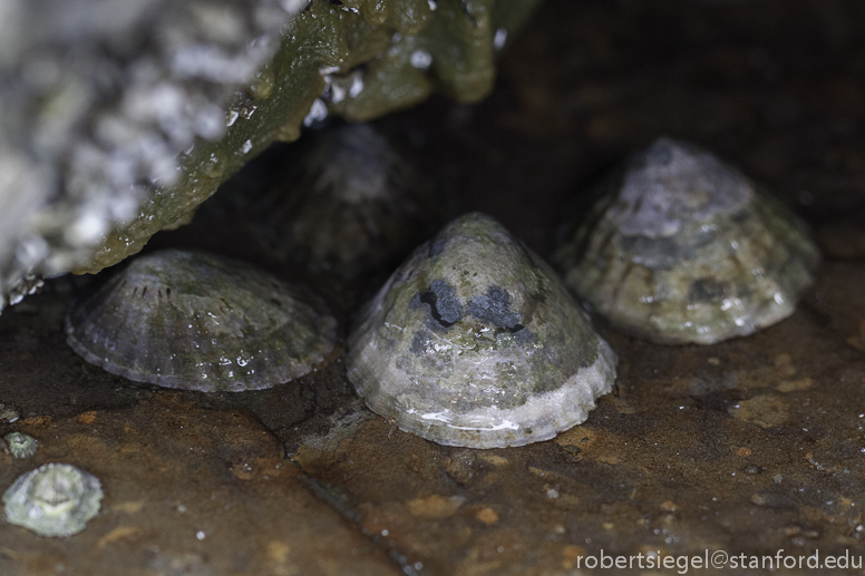 limpets